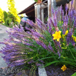 Szałwia Omszona BLUE FIELD