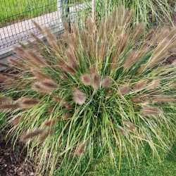 Rozplenica japońska BLACK...