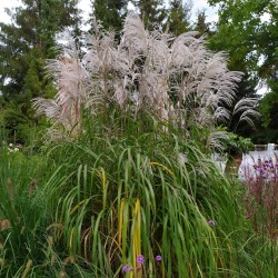 Miskant chiński MEMORY