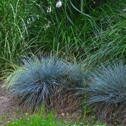 Kostrzewa sina ELIJAH BLUE