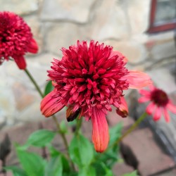 Jeżówka purpurowa ECCENTRIC