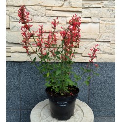 Kłosowiec KUDOS CORAL