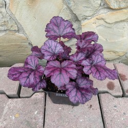 Żurawka FOREVER PURPLE