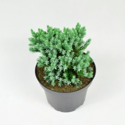 Jałowiec łuskowaty BLUE STAR