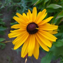 Rudbekia błyskotliwa