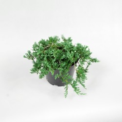 Jałowiec płożący WILTONII