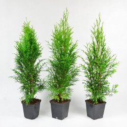 Żywotnik zachodni SHMARAGD