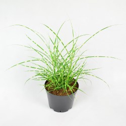 Miskant chiński LITTLE ZEBRA