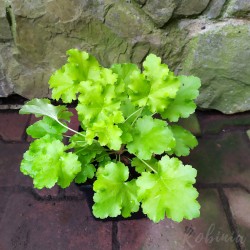 Żurawka LIME RICKEY