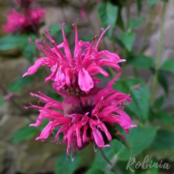 Pysznogłówka dwoista