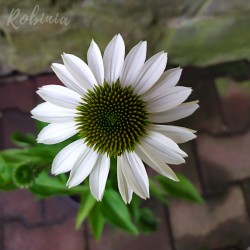 Jeżówka purpurowa ALBA