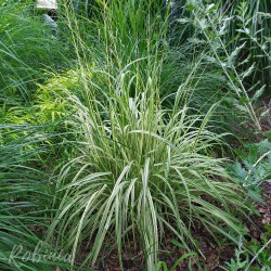 Trzęślica modra VARIEGATA