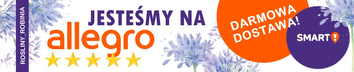 Nasze aukcje Allegro